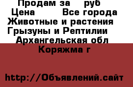 Продам за 50 руб. › Цена ­ 50 - Все города Животные и растения » Грызуны и Рептилии   . Архангельская обл.,Коряжма г.